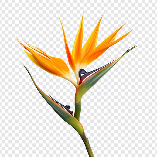 PSD grátis flor ave do paraíso isolada em fundo transparente