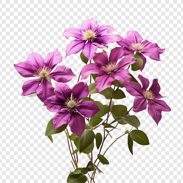 PSD grátis flor clematis isolada em fundo transparente