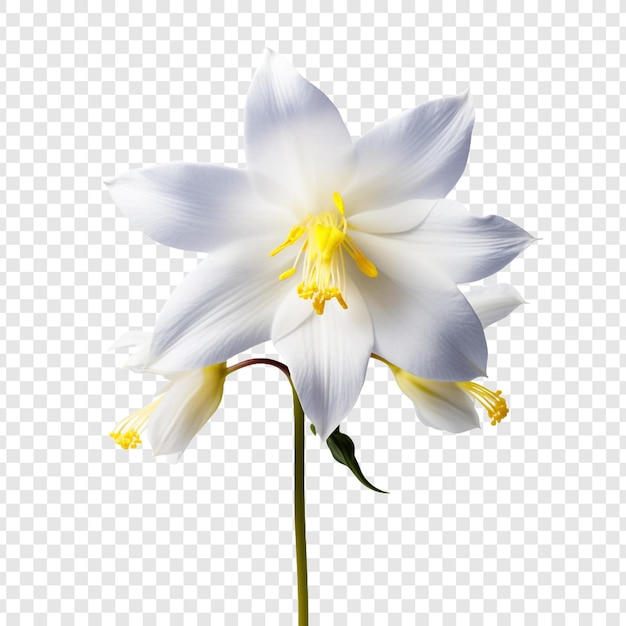 PSD grátis flor columbine png isolada em fundo transparente