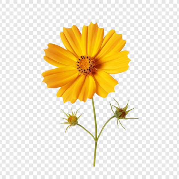 PSD grátis flor coreopsis isolada em fundo transparente