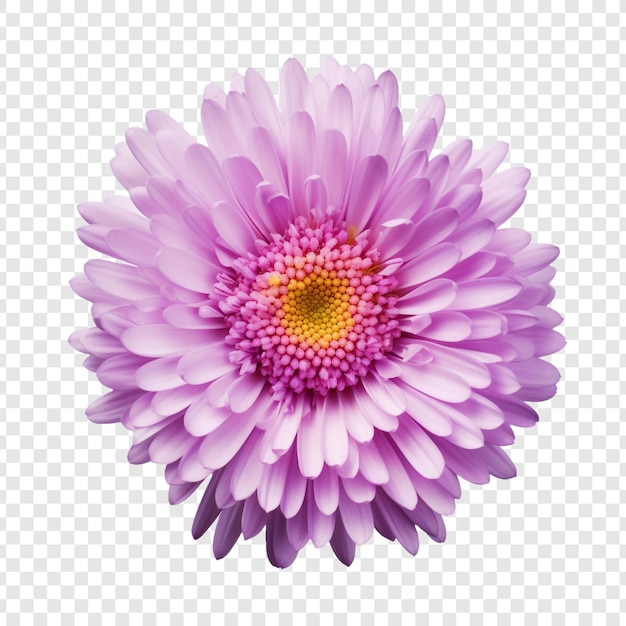 Flor de aster isolada em fundo transparente