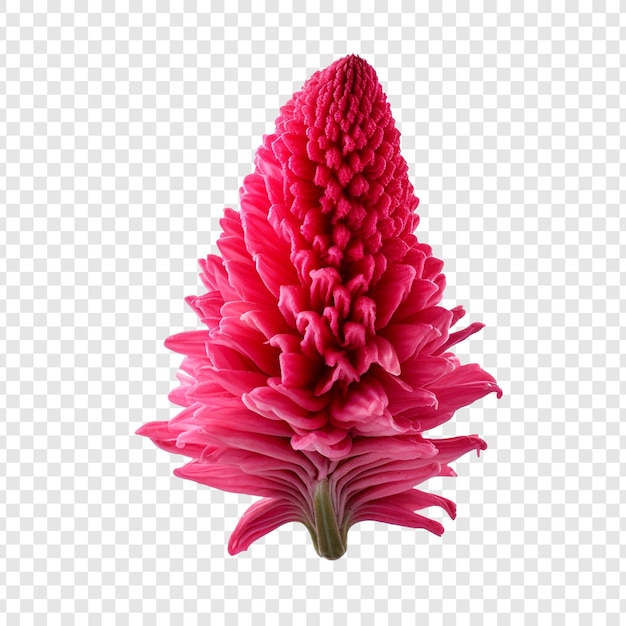 PSD grátis flor de crista de galo png isolada em fundo transparente