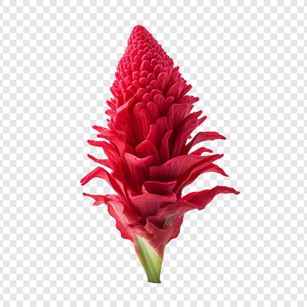 PSD grátis flor de crista de galo png isolada em fundo transparente