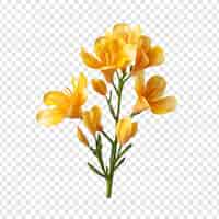 PSD grátis flor de freesia isolada em fundo transparente