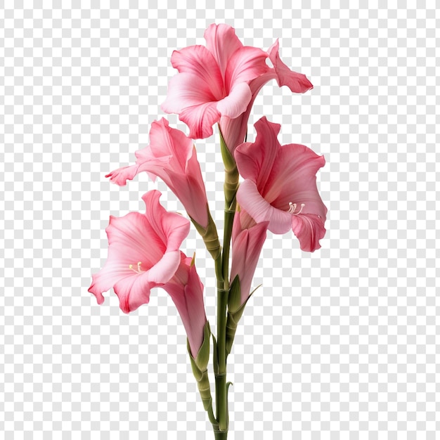 PSD grátis flor de gladíolo png isolada em fundo transparente