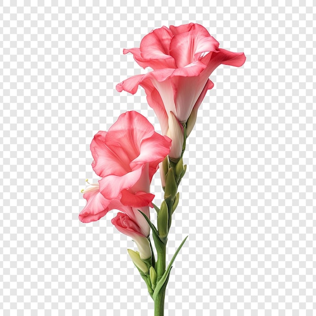 PSD grátis flor de gladíolo png isolada em fundo transparente