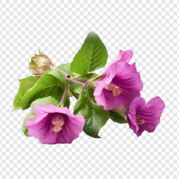 PSD grátis flor de gloxinia png isolada em fundo transparente