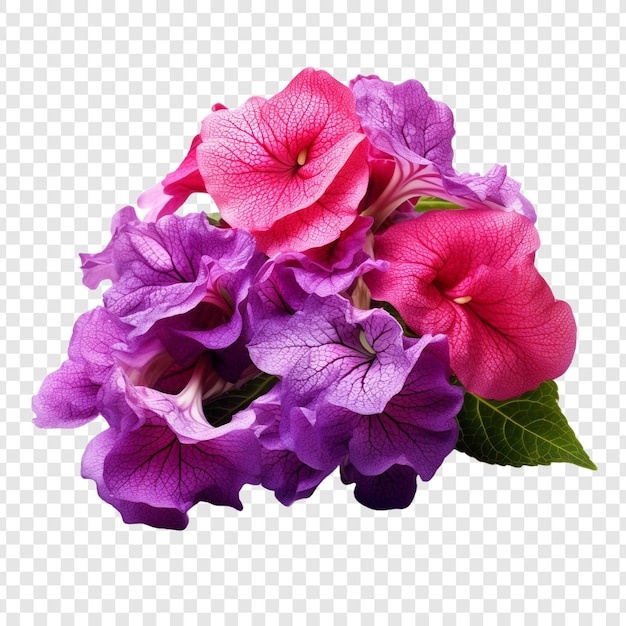 PSD grátis flor de gloxinia png isolada em fundo transparente