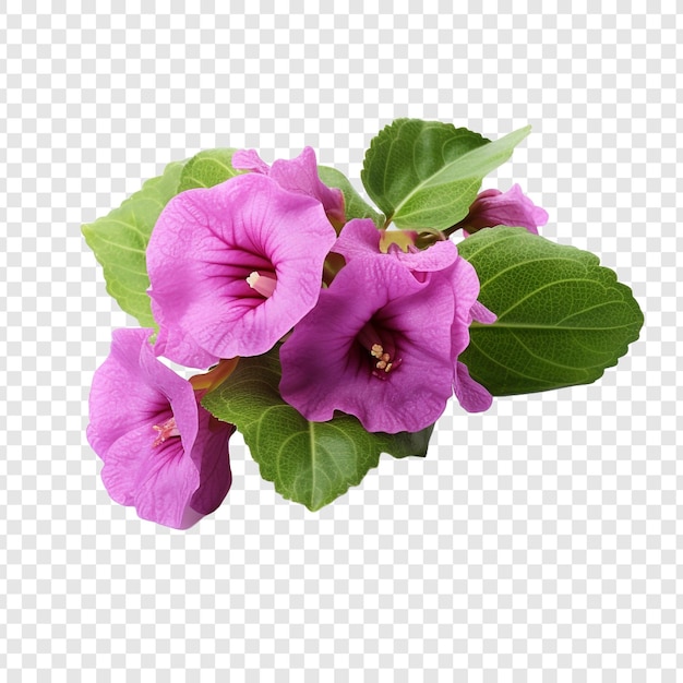 Flor de gloxinia png isolada em fundo transparente