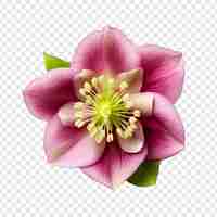 PSD grátis flor de hellebore isolada em fundo transparente