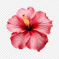 PSD grátis flor de hibisco isolada em fundo transparente