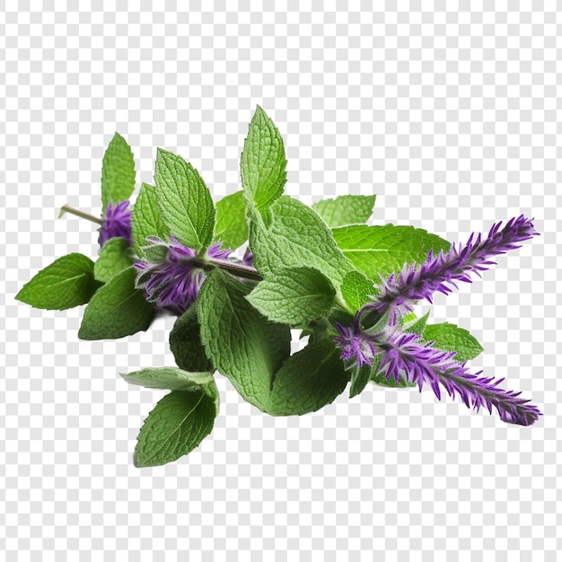 PSD grátis flor de hortelã png isolada em fundo transparente