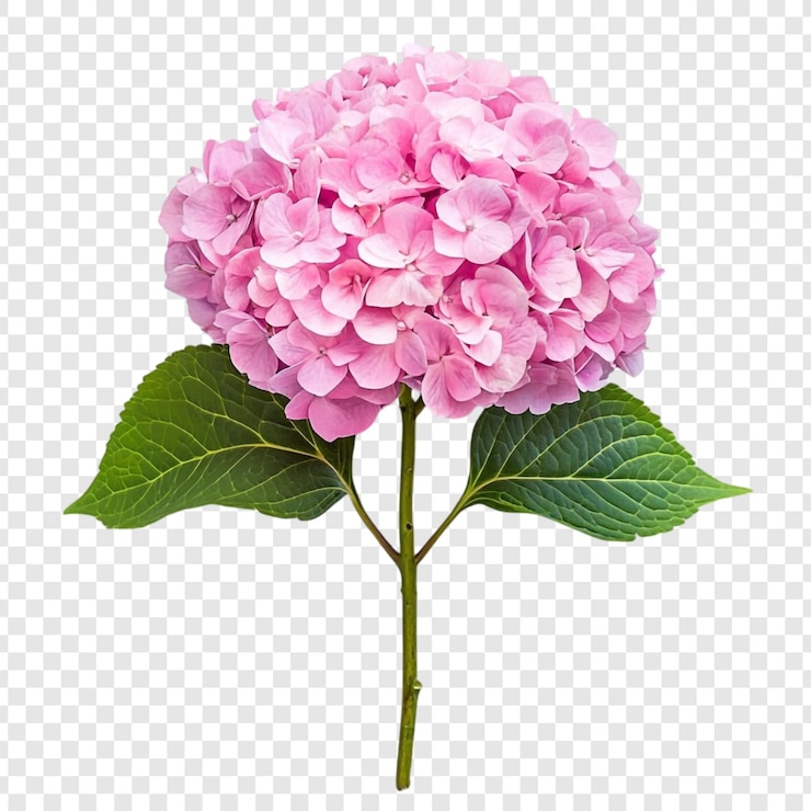 PSD grátis flor de hortênsia rosa uma imagem floral impressionante