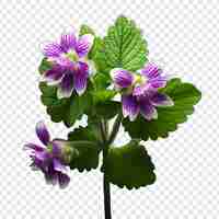 PSD grátis flor de lamium isolada em fundo transparente