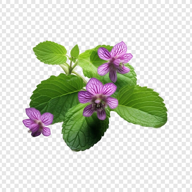 PSD grátis flor de lamium isolada em fundo transparente