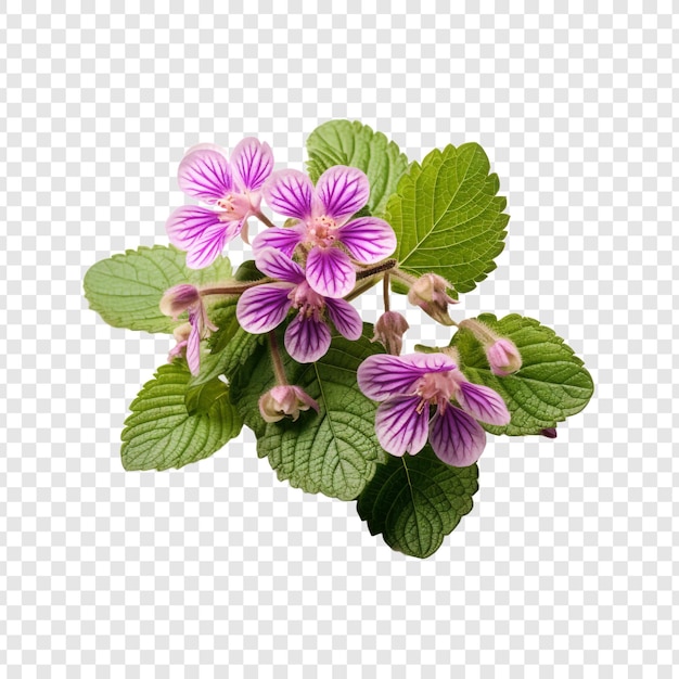 PSD grátis flor de lamium isolada em fundo transparente