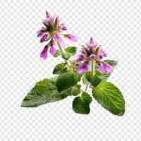 PSD grátis flor de lamium isolada em fundo transparente