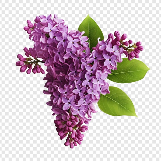 PSD grátis flor de lilás png isolada em fundo transparente