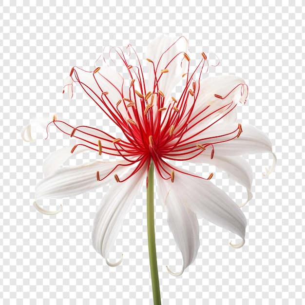 PSD grátis flor de lírio de aranha png isolada em fundo transparente