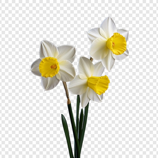 PSD grátis flor de narciso png isolada em fundo transparente