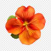 PSD grátis flor de nasturtium png isolada em fundo transparente