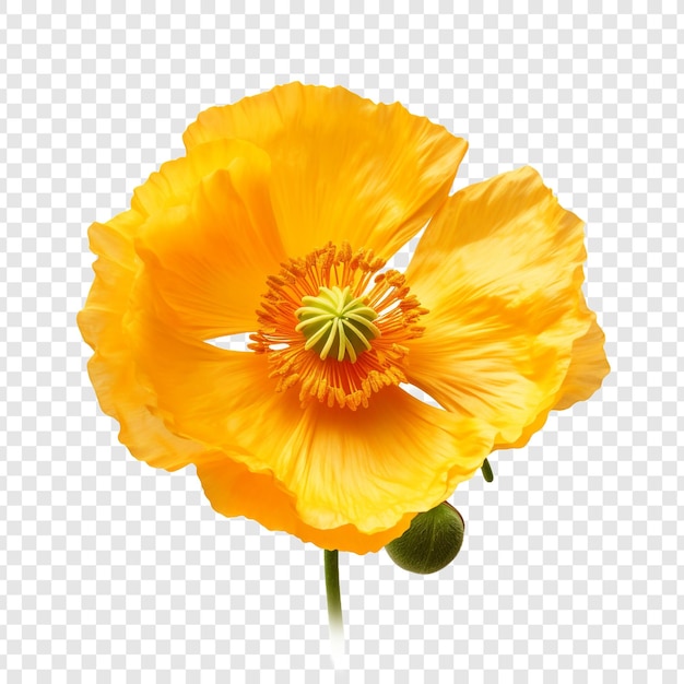 PSD grátis flor de papoula da islândia png isolada em fundo transparente