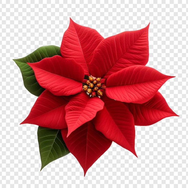 Flor de poinsettia png isolada em fundo transparente