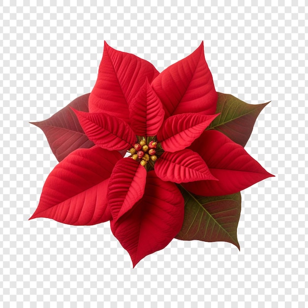 PSD grátis flor de poinsettia png isolada em fundo transparente