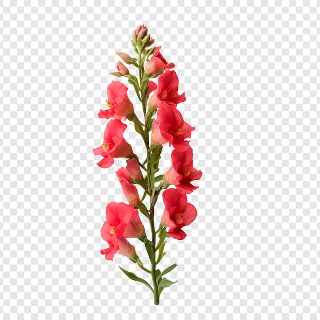 PSD grátis flor de snapdragon isolada em fundo transparente