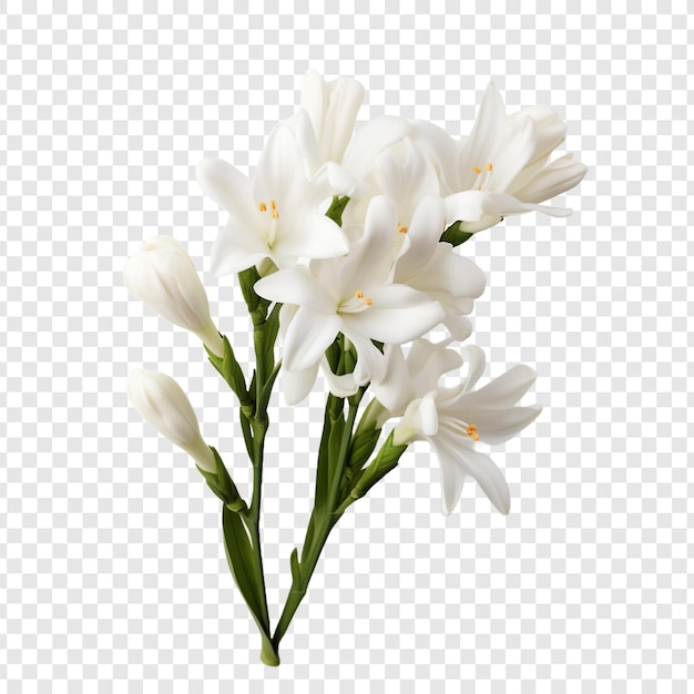 PSD grátis flor de tuberosa isolada em fundo transparente