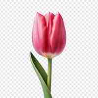 PSD grátis flor de tulipa png isolada em fundo transparente