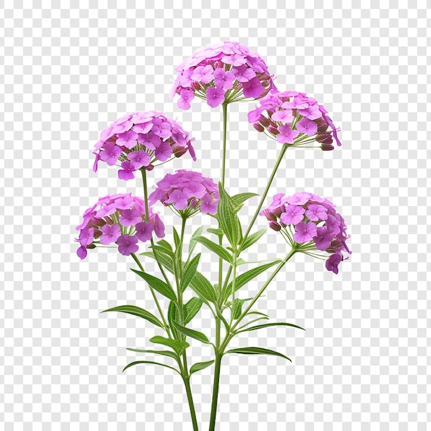 PSD grátis flor de verbena isolada em fundo transparente