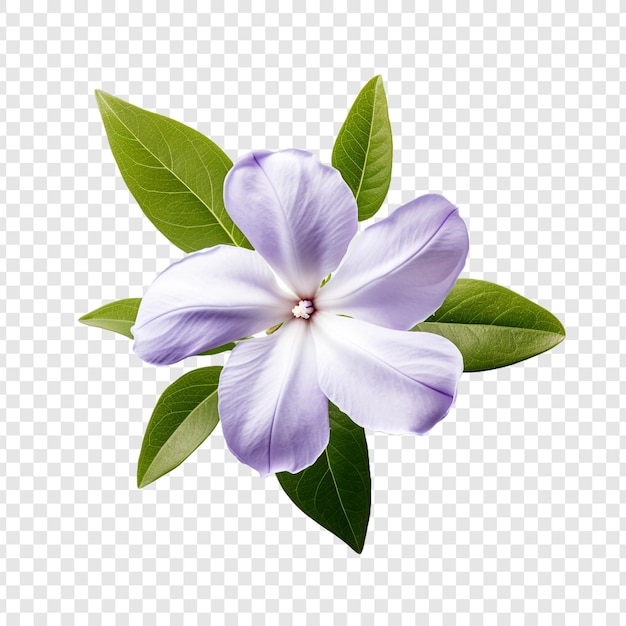 PSD grátis flor de vinca isolada em fundo transparente