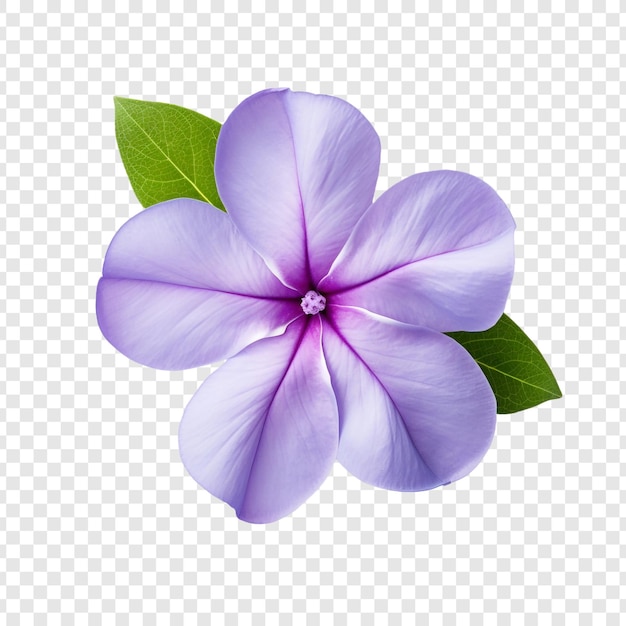 PSD grátis flor de vinca isolada em fundo transparente