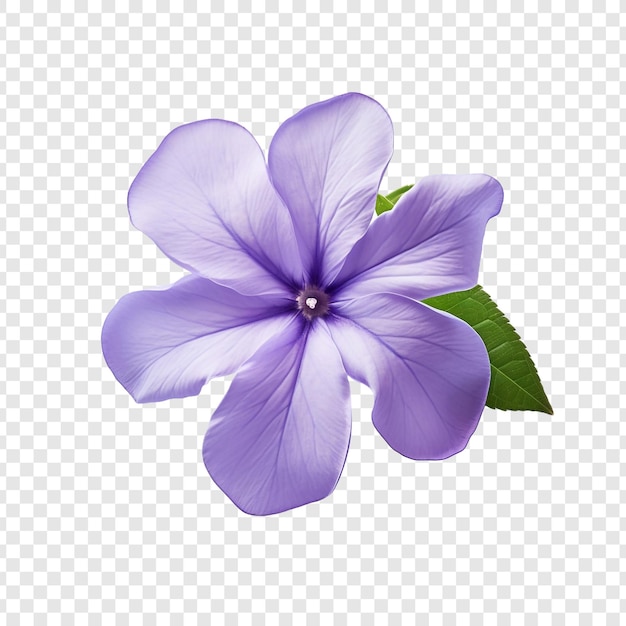 PSD grátis flor de vinca isolada em fundo transparente