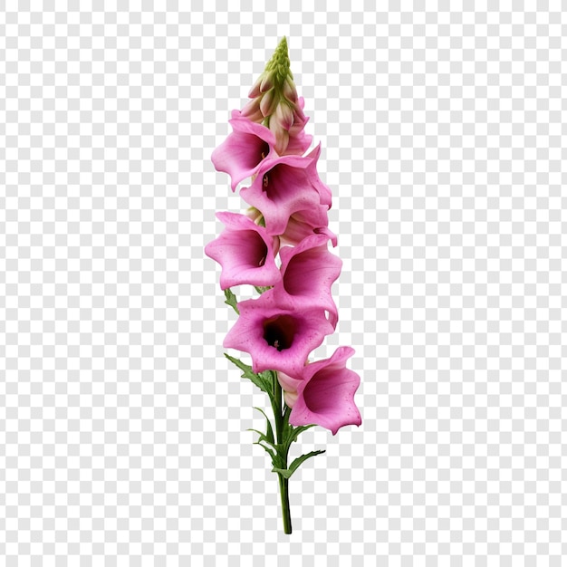 PSD grátis flor dedaleira png isolada em fundo transparente