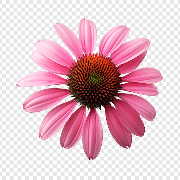 PSD grátis flor echinacea png isolada em fundo transparente