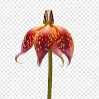 PSD grátis flor fritillaria isolada em fundo transparente