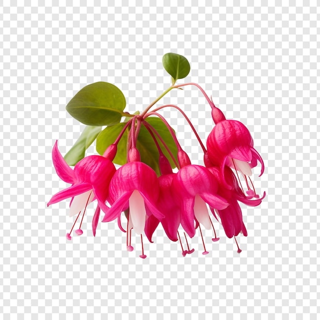 PSD grátis flor fúcsia png isolada em fundo transparente