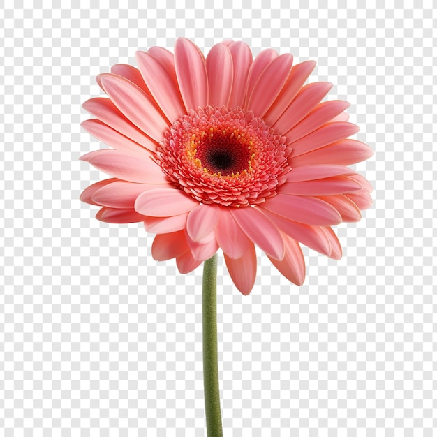 PSD grátis flor gerbera daisy isolada em fundo transparente