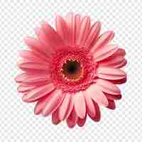 PSD grátis flor gerbera daisy png isolada em fundo transparente