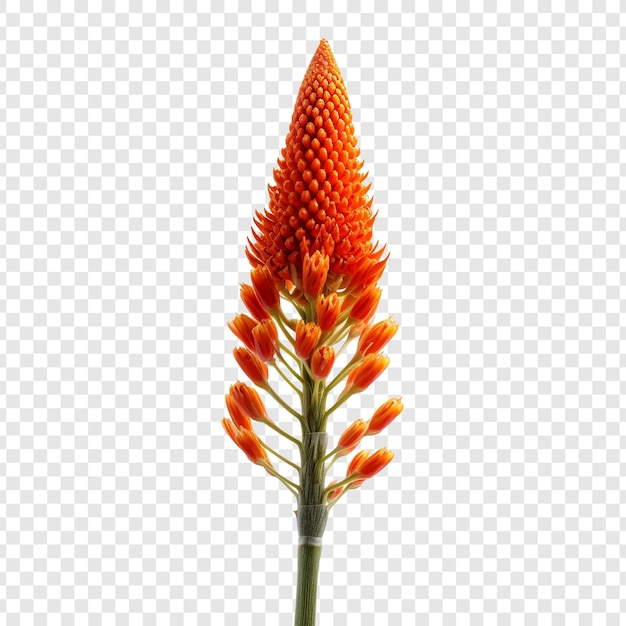 PSD grátis flor red hot poker isolada em fundo transparente