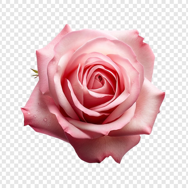 PSD grátis flor rosa isolada em fundo transparente
