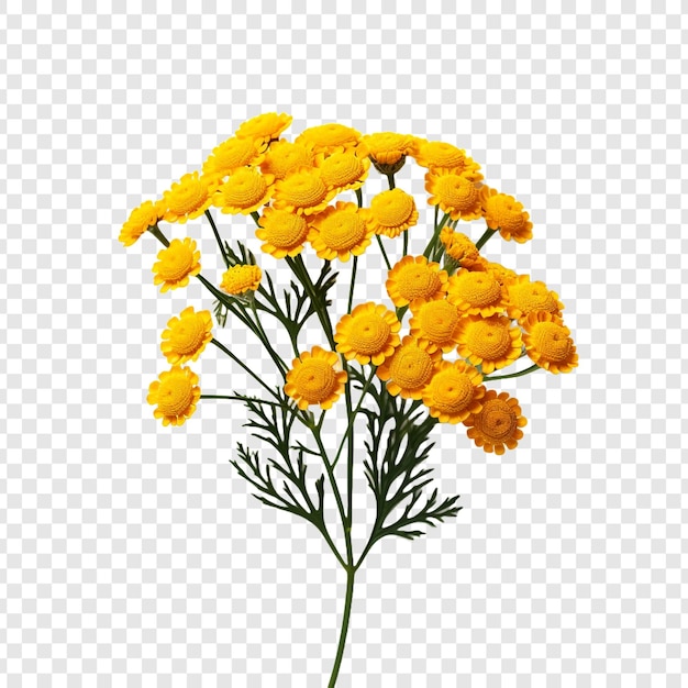 PSD grátis flor tansy isolada em fundo transparente