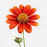 PSD grátis flor tithonia isolada em fundo transparente