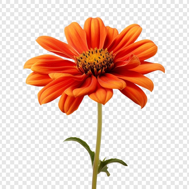 PSD grátis flor tithonia isolada em fundo transparente