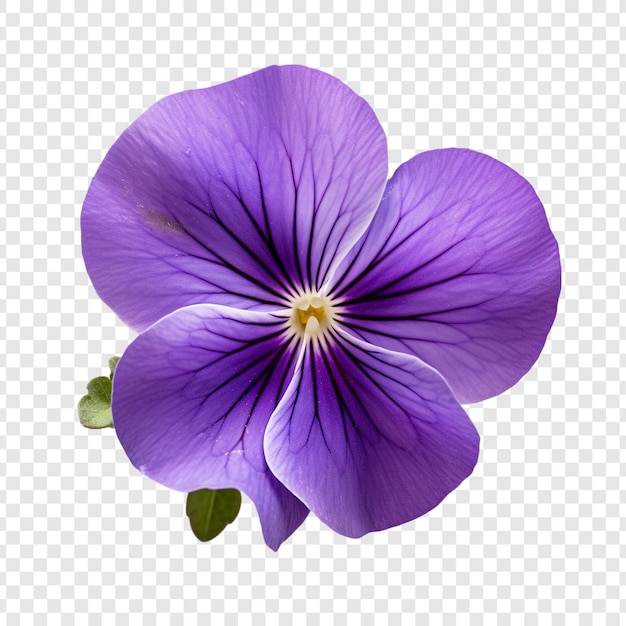 PSD grátis flor violeta isolada em fundo transparente