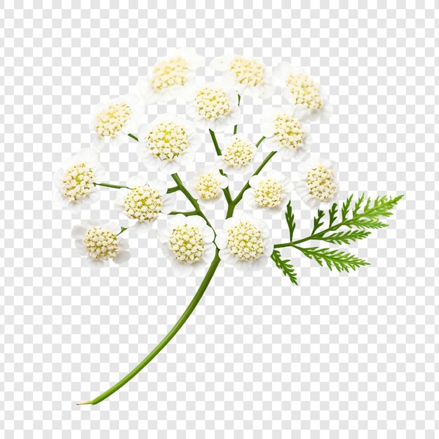 PSD grátis flor yarrow isolada em fundo transparente