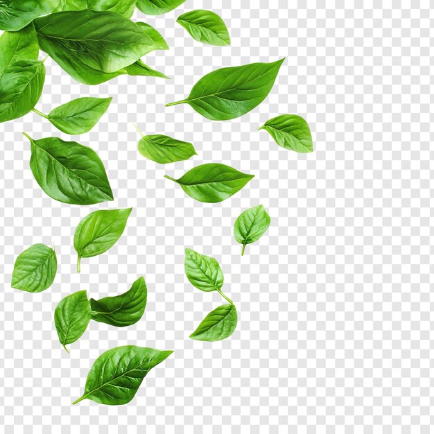 Folhas verdes vibrantes Caindo naturezas Graças frescura e pureza