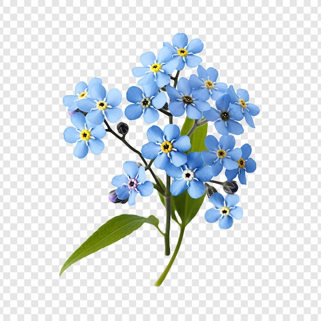 PSD grátis forget me not flor isolada em fundo transparente